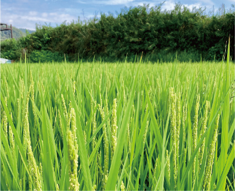 からだとこころ